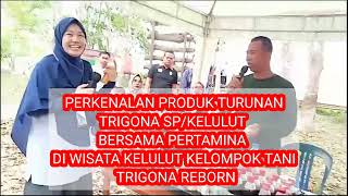 WISATA KELULUT TRIGONA REBORN//PRODUK TURUNAN TRIGONA SP//#madumurni#ternakkelulut #panenmadu