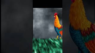 Cock Walk in After Effects