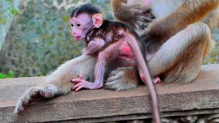 Wow ! Cute baby monkey JESSY want to walk out of mom - but mom is not give child walk out of her