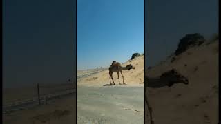 Camels 🐪 in Dubai #explore #share #subscribe #trending #viral #youtubeshorts #travel #view #like