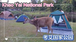 【泰国旅行】曼谷 - 考艾国家公园 露营 Camping in Khao Yai National Park 被猴子攻击 Monkey Attack