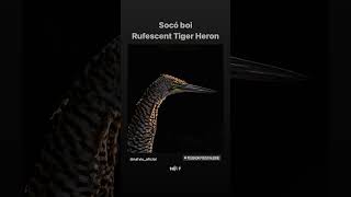 Socó boi.                 Rufescent tiger heron