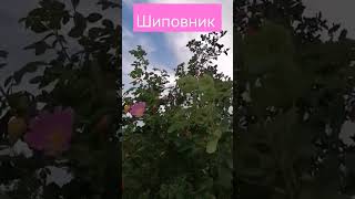 Танец Розового Шиповника #звукиприроды