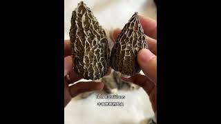 About Morel Mushrooms