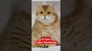 Si Oyen sholawatan Maulasso..