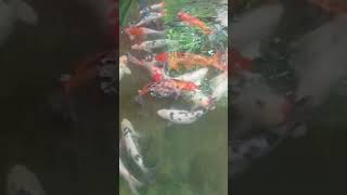 Enjoy watching Koi fish #shorts #viral #youtubeshorts