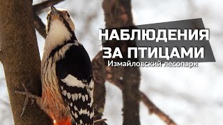 Сойки, дятлы и т.п. - Бёрдвотчинг в Измайловском лесопарке [16 марта 2020]