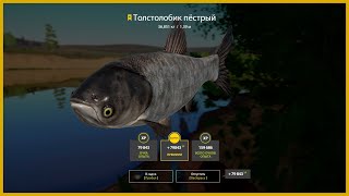 Трофейный Толстолобик Пёстрый. Река Сура. Русская рыбалка 4|Russian fishing 4