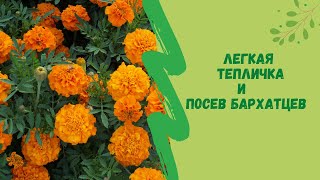 👍🌻Легкая  тепличка и   посев бархатцев