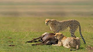 How Cheetah Attack Wildebeest Success