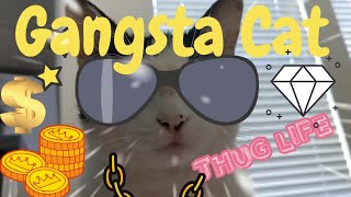 CAT THUG LIFE 2020 | GANGSTER CAT