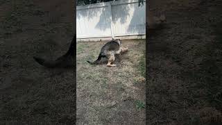 Charlie plays fetch #shorts #germanshepherdpuppy #viraldogsvideos #cutedogs #1kviews #subscribe