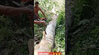 Chainsaw cutting Fails #viral #wood #cutting #fail #woodworking #howto #shorts #fast #down #sawmill