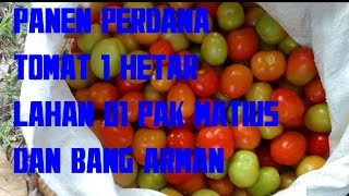 ‼️ PANEN PERDANA ‼️TOMAT 🍅 1 HEKTAR LAHAN PAK MATIUS DAN BANG ARMAN #kalimantan #dance