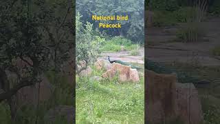 National bird peacock#ytshorts #viralvideo#new#peacock#nature#nationalbirds#trending#whatsappstatus