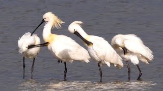 Spatole in laguna, estate - Spoonbill in the lagoon, summer (Platalea alba)