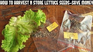 Never Buy Lettuce Seeds Again-Harvest And Store lettuce Seeds