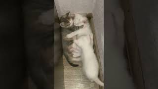 #shorts котята спят#video