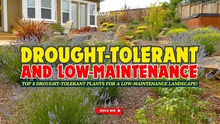 8 BEST DROUGHT-TOLERANT PLANTS For A Low-Maintenance Landscape! 🌼🏜️🌺  // Gardening Ideas