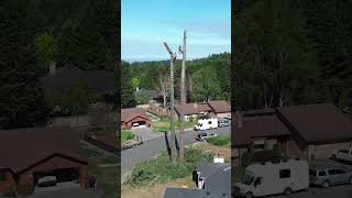 Destroying Trees #treeremoval #distruction #shorts #stihl200t #stihl