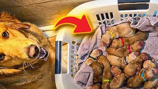 Rescued Golden Retriever Gives Birth to a Litter of Adorable Puppies!