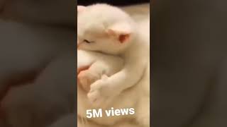 5M views I like cute baby cat 🐈😺