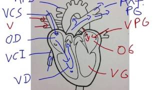 Anatomie simplifiée du coeur humain