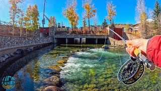 First Time Catching Kokanee Salmon!!! (Fly Fishing)