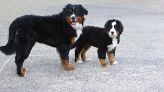 Bernese Mountain Dog and Canine Cognitive Dysfunction