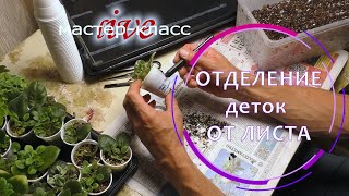 Отделение деток фиалок от листа. Живой мастер-класс