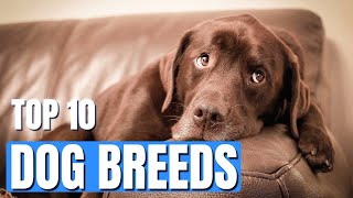 Top 10 Most Popular Dog Breeds of 2023: Your Ultimate Guide to Furry Friends!