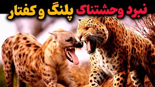 خطرناکترین نبرد پلنگ و کفتار خالدار |کفتار میتونه پلنگ و شکست بده ؟!😱