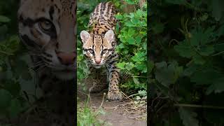 What Makes Ocelots Unique Among Wild Cats?