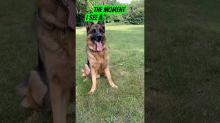 There’s something about 🐿️!🤣#germanshepherd #gsd #dog #doglover #dogs #funny #shorts #trending #yt