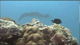 2005 Palau SCUBA part two