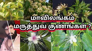 மாவிலங்கம் மருத்துவ குணங்கள் ? ஓம் நமசிவாய போற்றி போற்றி ஓம் வளை அம்மா போற்றி போற்றி ஓம் நமசிவாய...