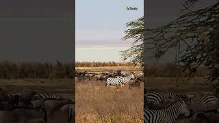 Viajes de Naturaleza: ¡Tanzania sí que es salvaje! #shorts