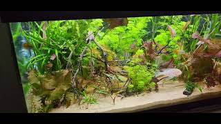 Yes, we Should Encourage and do Water Changes in our Aquariums