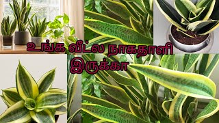 வீட்ல நாகதாளி கற்றாழை /Snake Plant Benefits /