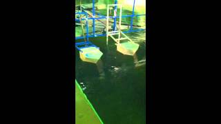 ECO WAVE POWER: WAVE CLAPPER Testing.wmv