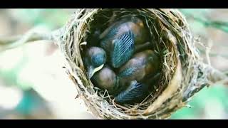 Bird feeding babies in nest