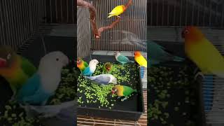 burung lovebird sedang makan #shortvideo #shorts #burung #lovebirds