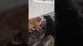 golden retriever puppy vs great Pyrenees mix ,world dog wrestling federation