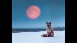 Histoire d'un image unique d'un renard roux sous la lune!