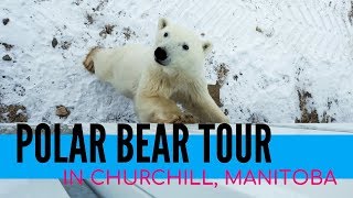 Polar bear tour + Tundra Buggy Lodge