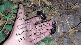 Lucane cerf-volant qui pince et combat pour une femelle #insectes #jardin #permaculture