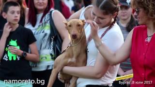 Кучета-фараони дефилираха в Бургас