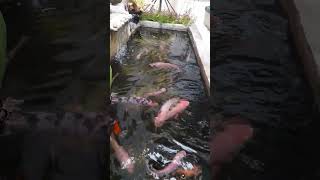 Beri makan ikan ikan piaraan di kolam beton