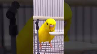 How to feed a baby bird! #birds  #viral #parakeet #parrot #shorts#cockatiel