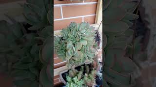 Money maker, e money maker variegata. #gratidão #suculentas #amei #cactos #lindås #viral